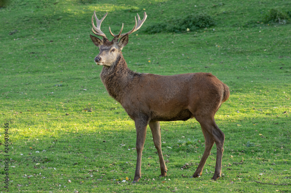 Rothirsch (Cervus elaphus) auf Lichtung Rothirsch (Cervus elaphus) auf Lichtung