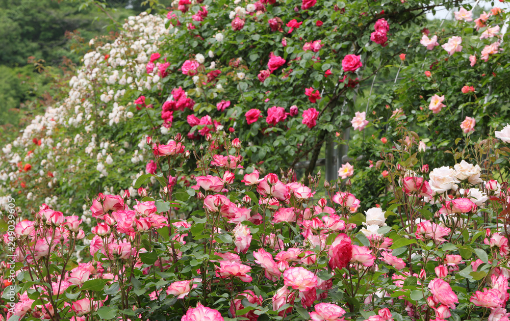 ばら園 薔薇ガーデン ばら公園 薔薇 バラ ばら ばら園 薔薇ガーデン ばら公園 薔薇 バラ ばら
