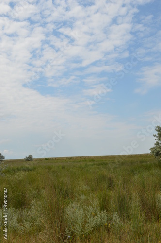 landscape with green field and blue sky