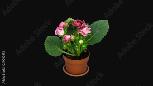 Wallpaper Mural Time-lapse of blooming red gloxinia flower 4a4 in 4K PNG+ format with ALPHA transparency channel isolated on black background Torontodigital.ca