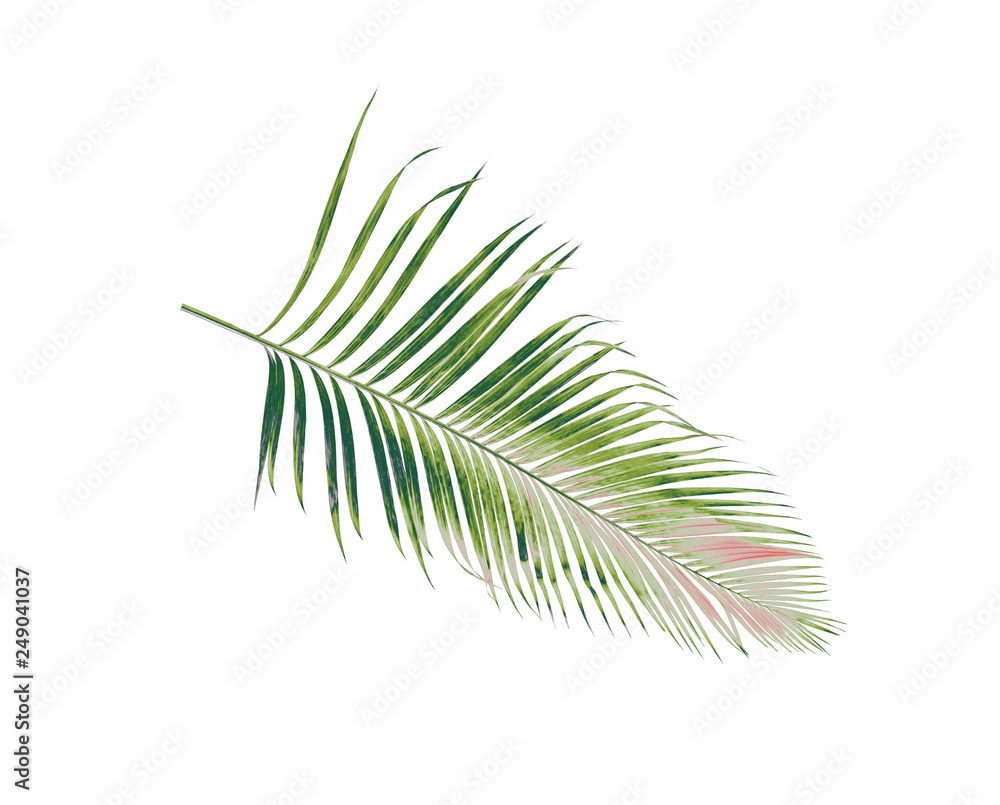 Fototapeta premium concept summer with green palm leaf from tropical . frond floral leaves branches tree isolated on white pattern background. flat lay, top view.