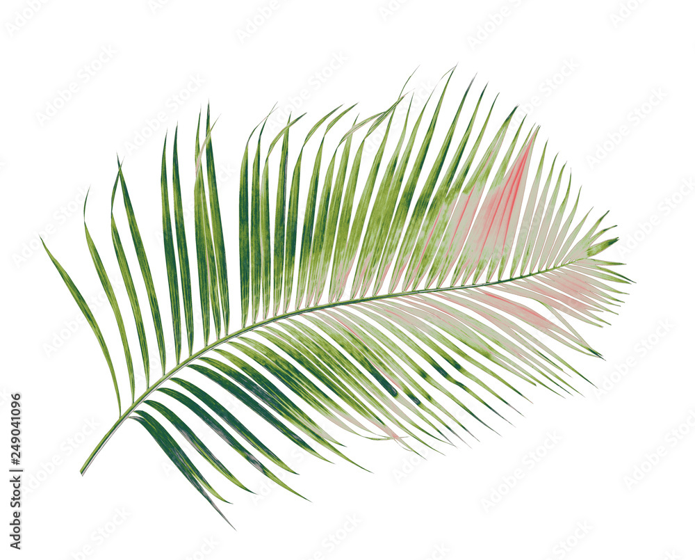 Fototapeta premium koncepcja lata z zielonym liściem palmowym z tropikalnego. kwiatowe liście, gałęzie drzewa na białym tle. płaski układ, widok z góry.