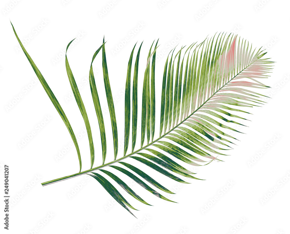 Fototapeta premium concept summer with green palm leaf from tropical . frond floral leaves branches tree isolated on white pattern background. flat lay, top view.