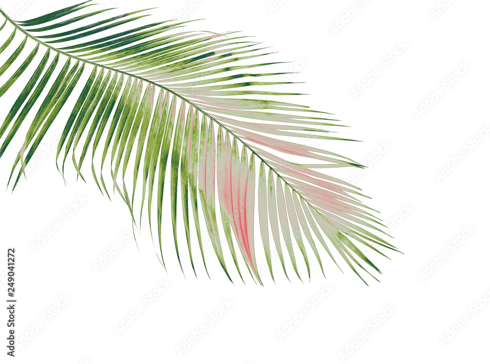 Obraz premium concept summer with green palm leaf from tropical . frond floral leaves branches tree isolated on white pattern background. flat lay, top view.