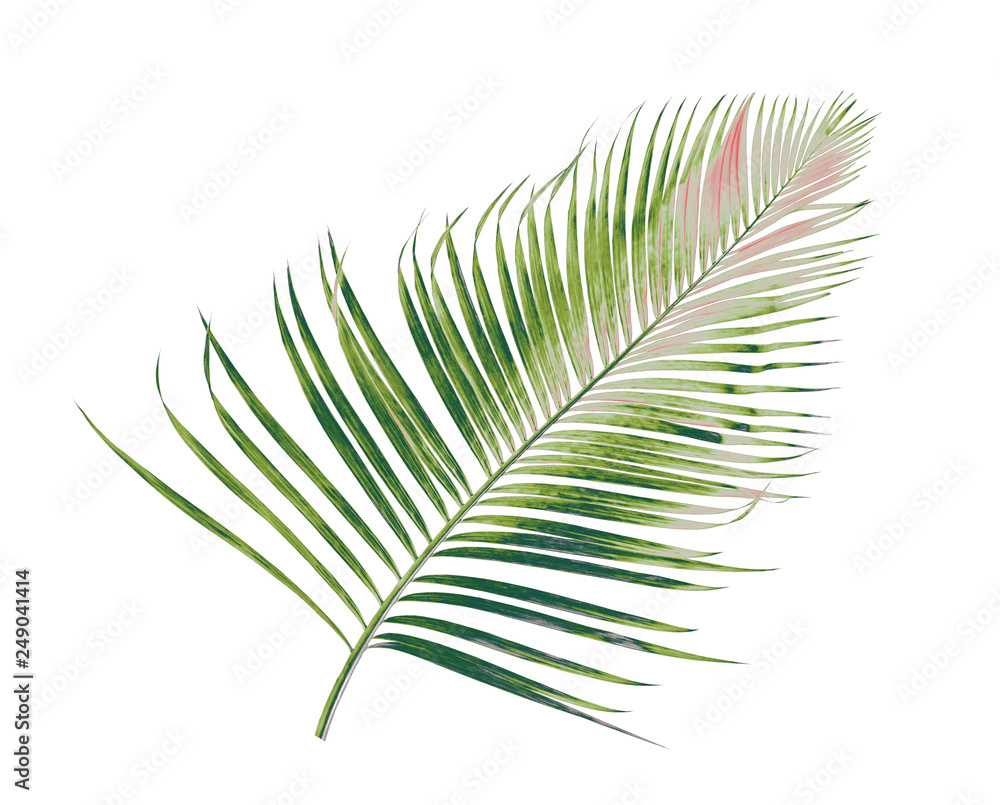 Obraz premium concept summer with green palm leaf from tropical . frond floral leaves branches tree isolated on white pattern background. flat lay, top view.