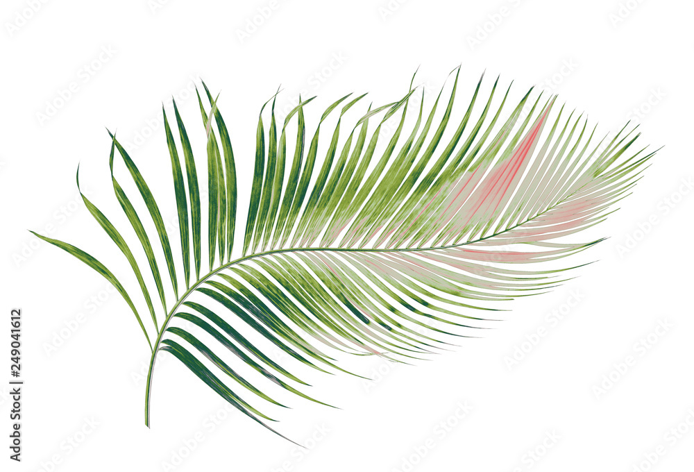 Fototapeta premium concept summer with green palm leaf from tropical . frond floral leaves branches tree isolated on white pattern background. flat lay, top view.