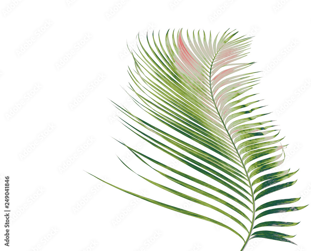Fototapeta premium concept summer with green palm leaf from tropical . frond floral leaves branches tree isolated on white pattern background. flat lay, top view.