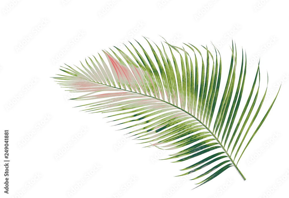 concept summer with green palm leaf from tropical . frond floral leaves branches tree isolated on white pattern background. flat lay, top view. concept summer with green palm leaf from tropical . frond floral leaves branches tree isolated on white pattern background. flat lay, top view.