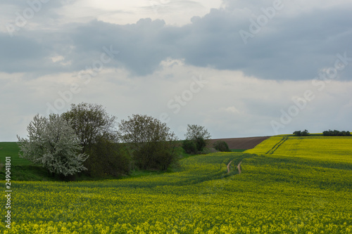 Rape fields in Moravia.near Mistrin, Czech Republic photo