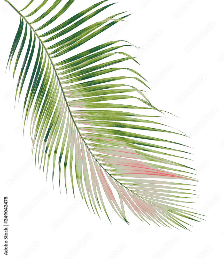 Fototapeta premium concept summer with green palm leaf from tropical . frond floral leaves branches tree isolated on white pattern background. flat lay, top view.