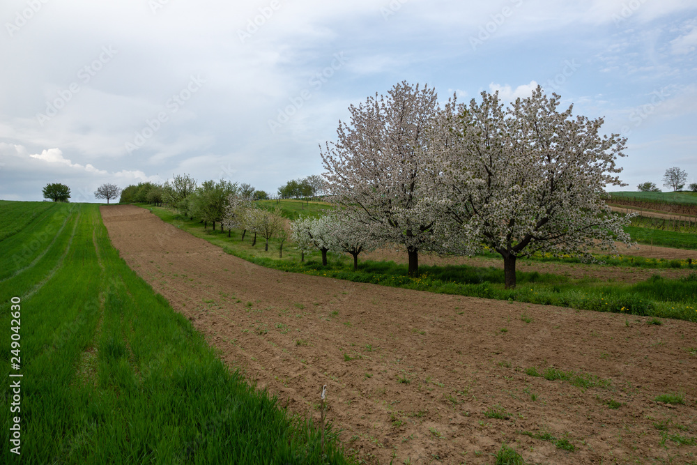 Blooming trees on the fields in Moravia.near Mistrin, Czech Republic Blooming trees on the fields in Moravia.near Mistrin, Czech Republic
