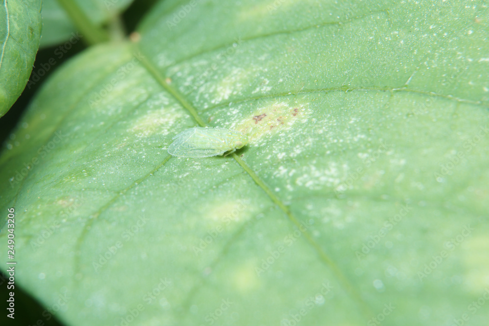Obraz premium Macro of leafhopper on green leaf in nature habitat. 