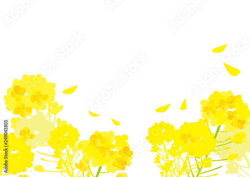 春の菜の花