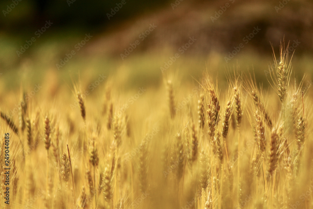 Beautiful wheat grain field background Beautiful wheat grain field background