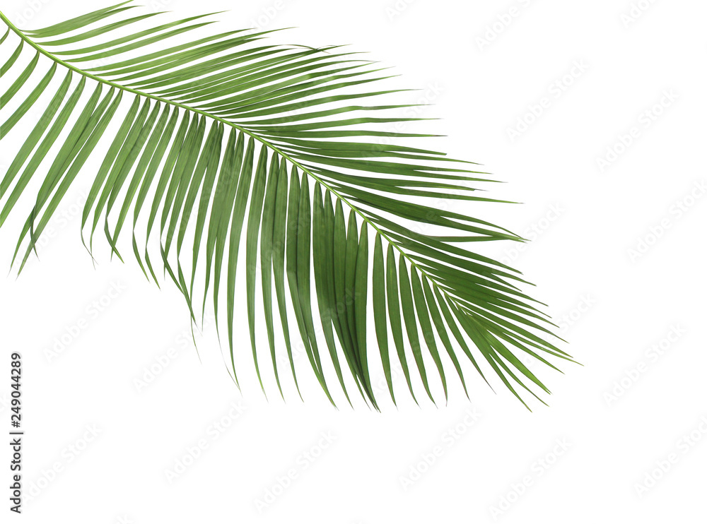 Obraz premium concept summer with green palm leaf from tropical . frond floral leaves branches tree isolated on white pattern background. flat lay, top view.