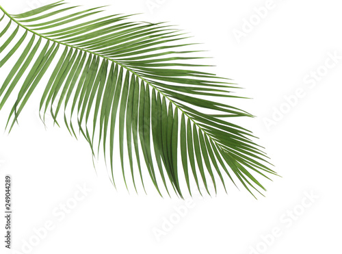 concept summer with green palm leaf from tropical . frond floral leaves branches tree isolated on white pattern background. flat lay  top view.