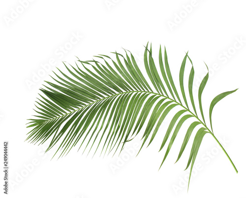 concept summer with green palm leaf from tropical . frond floral leaves branches tree isolated on white pattern background. flat lay, top view.