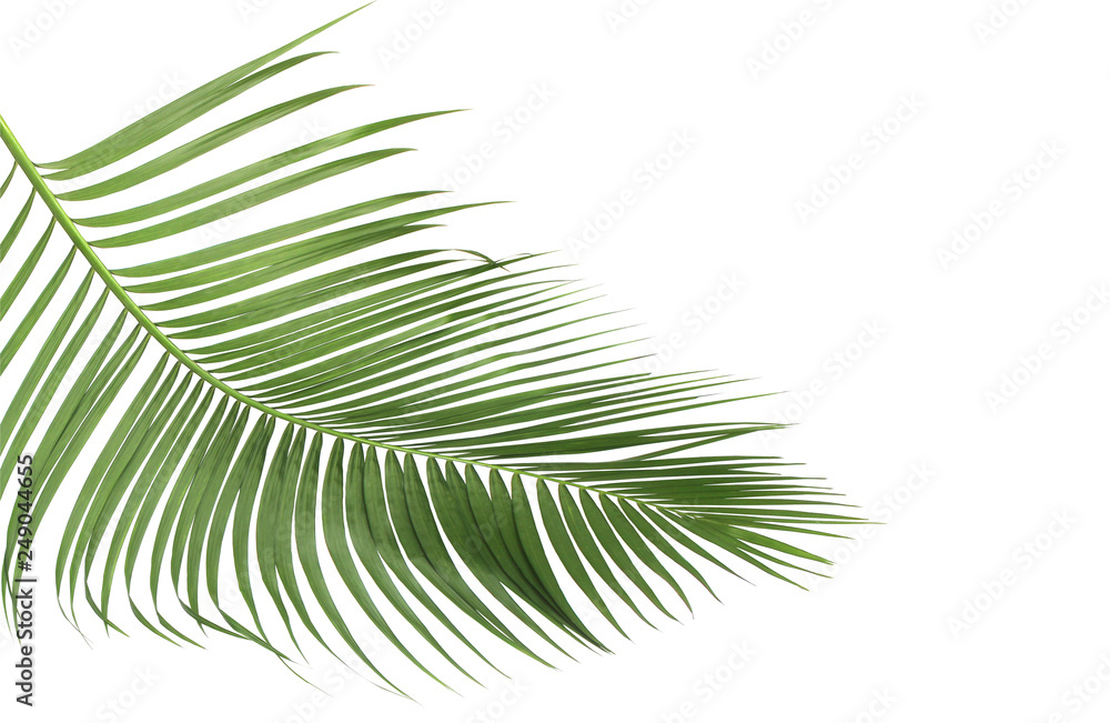 Obraz premium concept summer with green palm leaf from tropical . frond floral leaves branches tree isolated on white pattern background. flat lay, top view.
