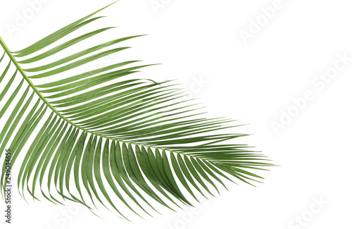 concept summer with green palm leaf from tropical . frond floral leaves branches tree isolated on white pattern background. flat lay, top view. © studio2013