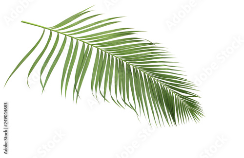 concept summer with green palm leaf from tropical . frond floral leaves branches tree isolated on white pattern background. flat lay  top view.