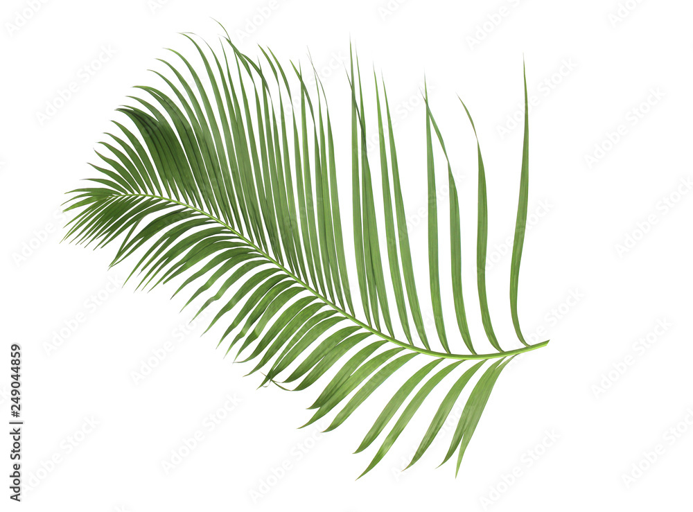 concept summer with green palm leaf from tropical . frond floral leaves branches tree isolated on white pattern background. flat lay, top view. concept summer with green palm leaf from tropical . frond floral leaves branches tree isolated on white pattern background. flat lay, top view.