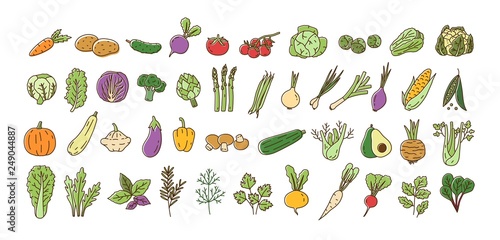 Collection of fresh ripe organic vegetables, cultivated root crops, salads, herbs isolated on white background. Bundle of natural design elements. Colorful vector illustration in line art style.