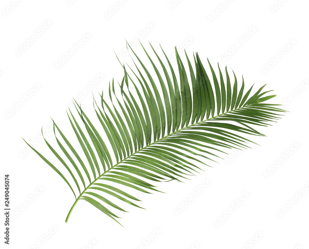 concept summer with green palm leaf from tropical . frond floral leaves branches tree isolated on white pattern background. flat lay, top view.
