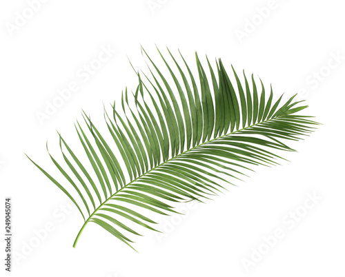 concept summer with green palm leaf from tropical . frond floral leaves branches tree isolated on white pattern background. flat lay, top view.