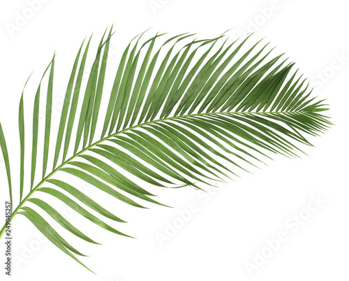 Fototapeta Naklejka Na Ścianę i Meble -  concept summer with green palm leaf from tropical . frond floral leaves branches tree isolated on white pattern background. flat lay, top view.