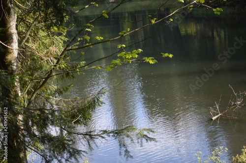 reflection of trees in water