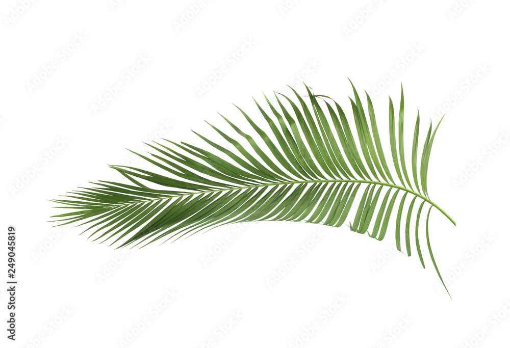 concept summer with green palm leaf from tropical . frond floral leaves branches tree isolated on white pattern background. flat lay, top view. concept summer with green palm leaf from tropical . frond floral leaves branches tree isolated on white pattern background. flat lay, top view.