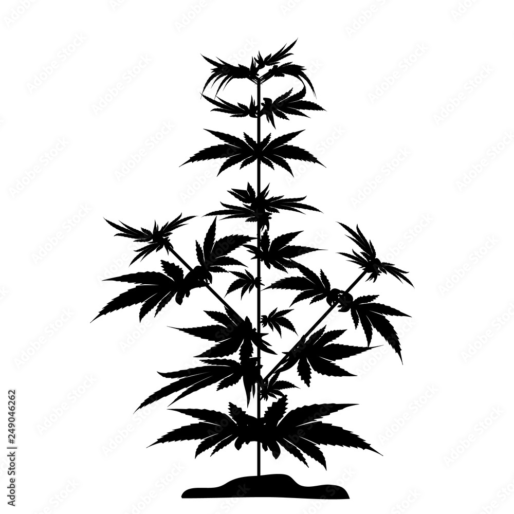 Obraz premium Bush marijuana black silhouette. Bush marijuana black silhouette. Cannabinoid. Hemp for the treatment of marijuana oil. Cannabis. Vector illustration