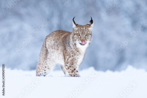 Fotografia Young Eurasian lynx on snow