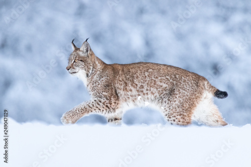 Young Eurasian lynx on snow. Amazing animal, running freely on snow covered meadow on cold day. Beautiful natural shot in original and natural location. Cute cub yet dangerous and endangered predator.