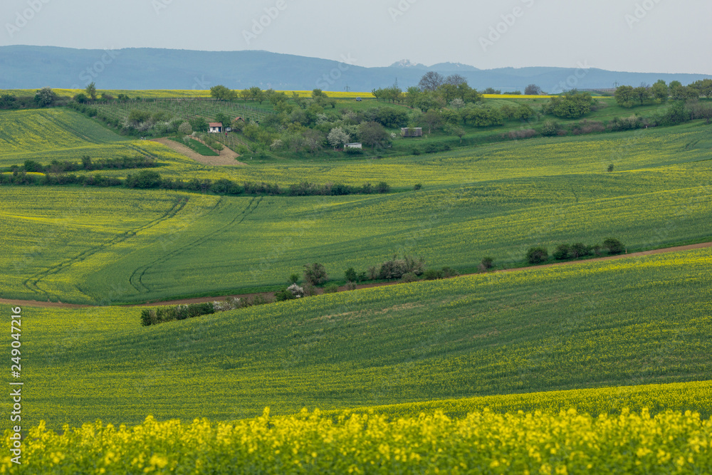 Rape fields in Moravia.near Mistrin, Czech Republic