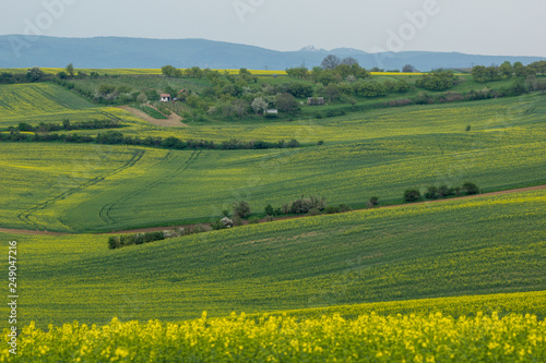 Rape fields in Moravia.near Mistrin  Czech Republic