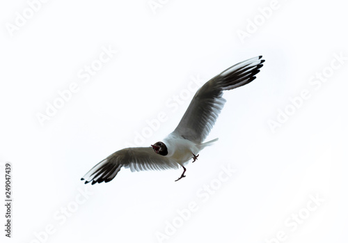 Beautiful seagull, bird flying winged on white background.
