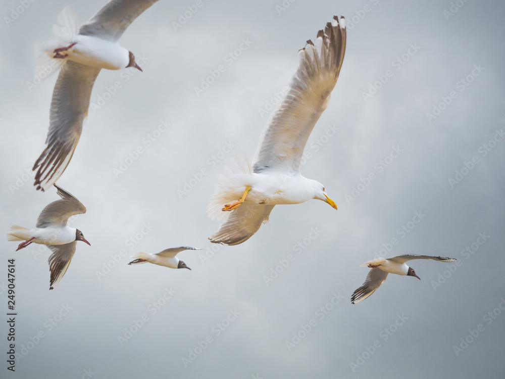 Fototapeta premium Seagulls flying high with wide spread wings towards light against a blue cloudy sky, inspirational concept of freedom and aspiration.