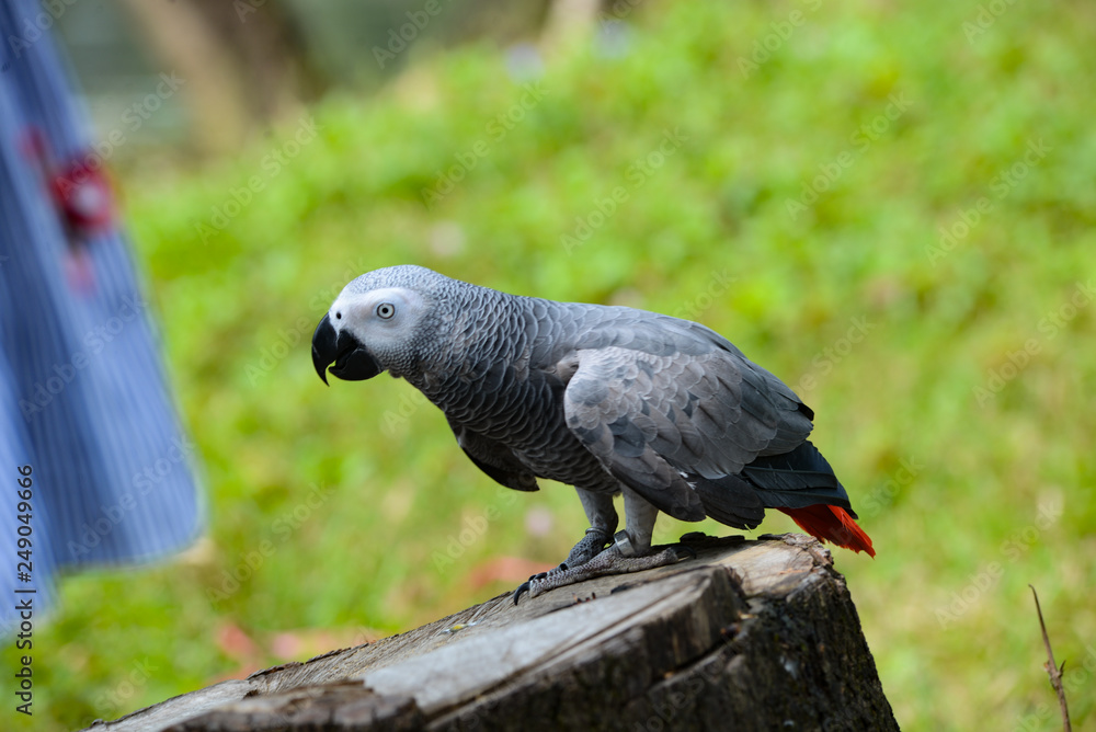 Obraz premium A gray Ara parrot is parked on a dry tree. Closeup view of the parrot Ara