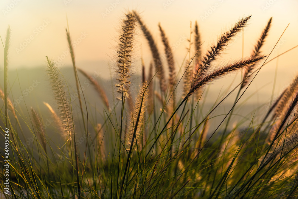 Close up tropical grass flower or setaceum pennisetum fountain grass on sunset background.Thailand. Close up tropical grass flower or setaceum pennisetum fountain grass on sunset background.Thailand.