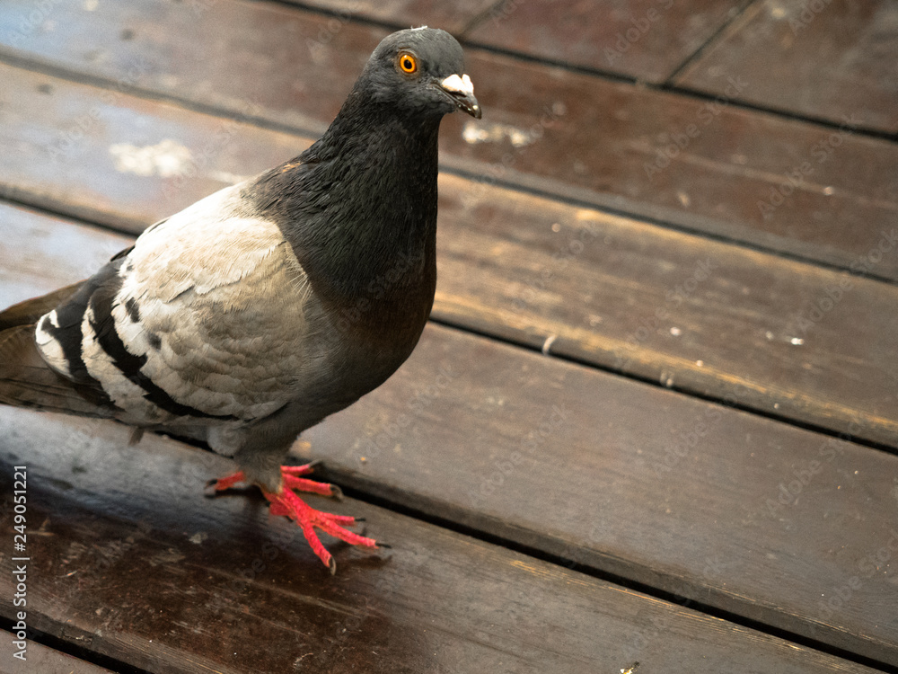 Fototapeta premium A pigeon on a wooden floor walking and looking for food.