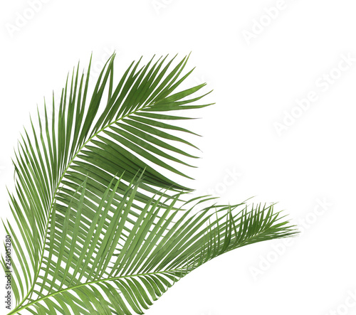 concept summer with green palm leaf from tropical . frond floral leaves branches tree isolated on white pattern background. flat lay  top view.