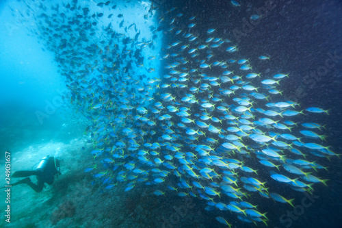  School of Yellow back fusilier fish (Caesio teres ) at coral reef, Indonesia