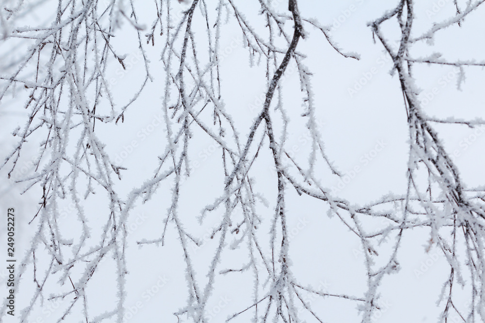 Winter background with white snow-covered birch branches and snowflakes Winter background with white snow-covered birch branches and snowflakes