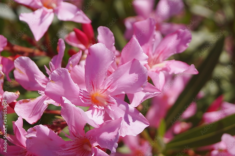 Fototapeta premium Pink oleander
