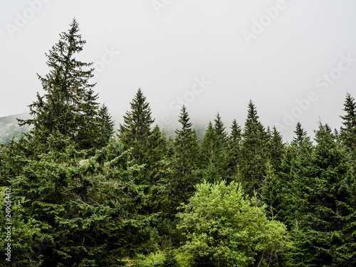Beautiful natural forest on mountain in sunlight with foggy cloudy sky.