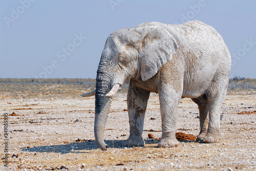 African elephant from dirty white clay in Etosha National Park, Namibia.