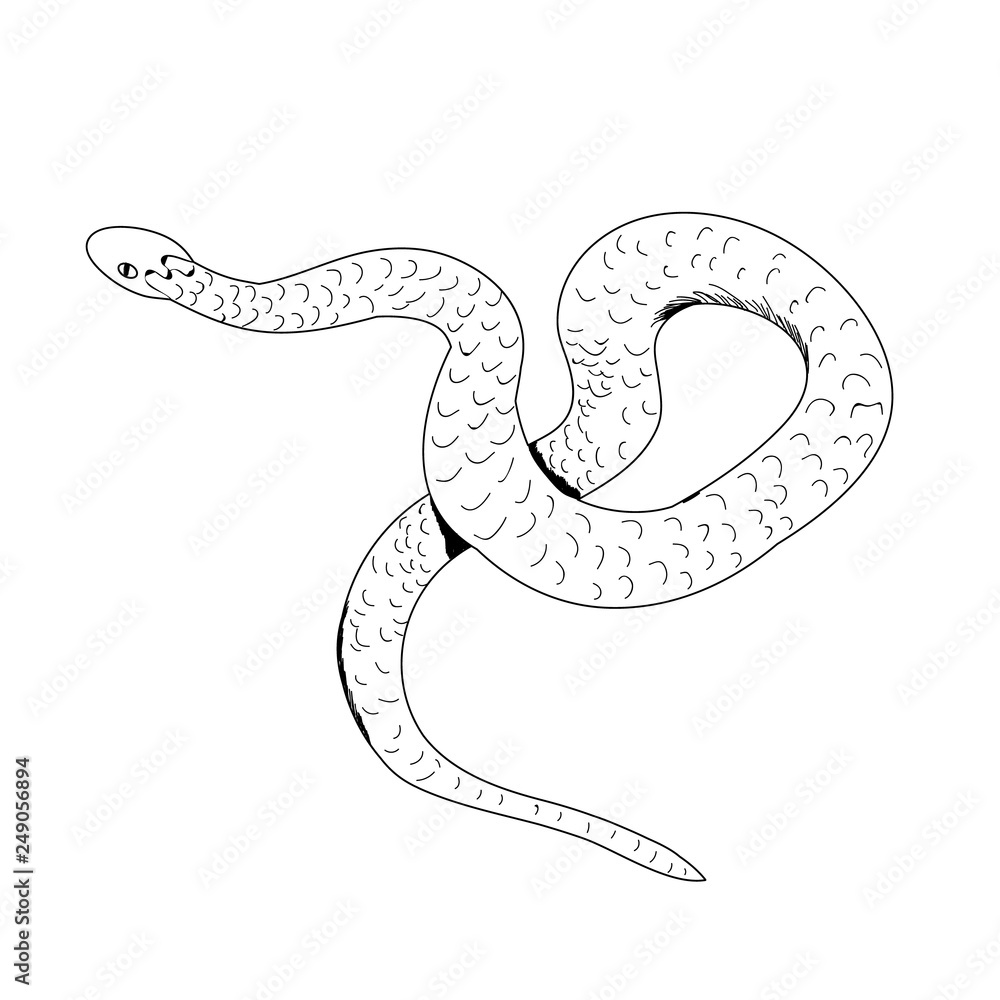 Fototapeta premium snake crawls, contour, design