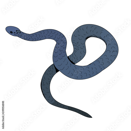 snake in isolation, vector