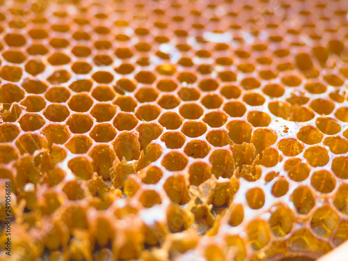 Texture background of bee wax and honey from a hive, organic and healthy food.